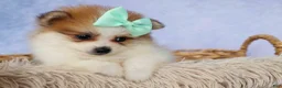 Pomeranian dogs for sale: Frankie 🐶 - Ad 5