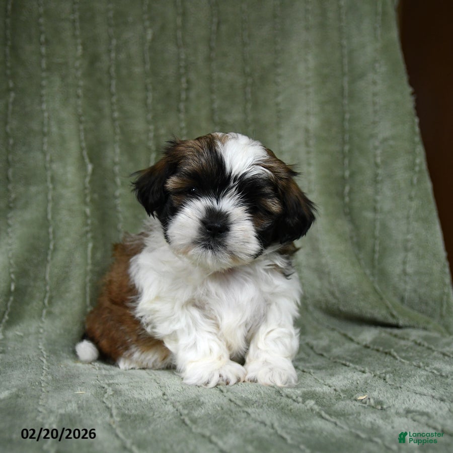 Shih Tzu dogs Dove - Ad 2