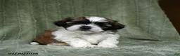 Shih Tzu dogs for sale: Dove - Ad 2