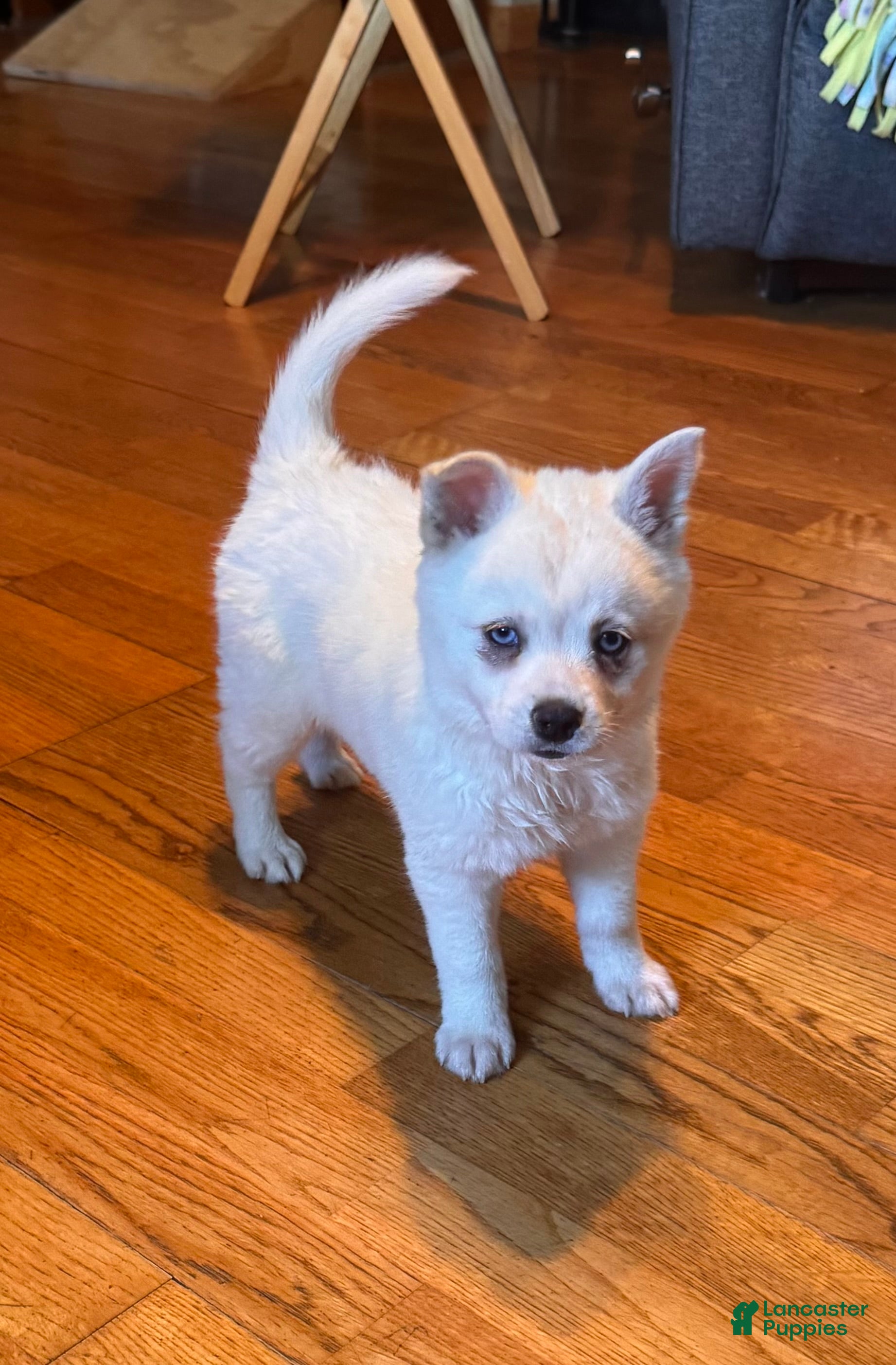 Alaskan Klee Kai dogs Krissy - Ad 1
