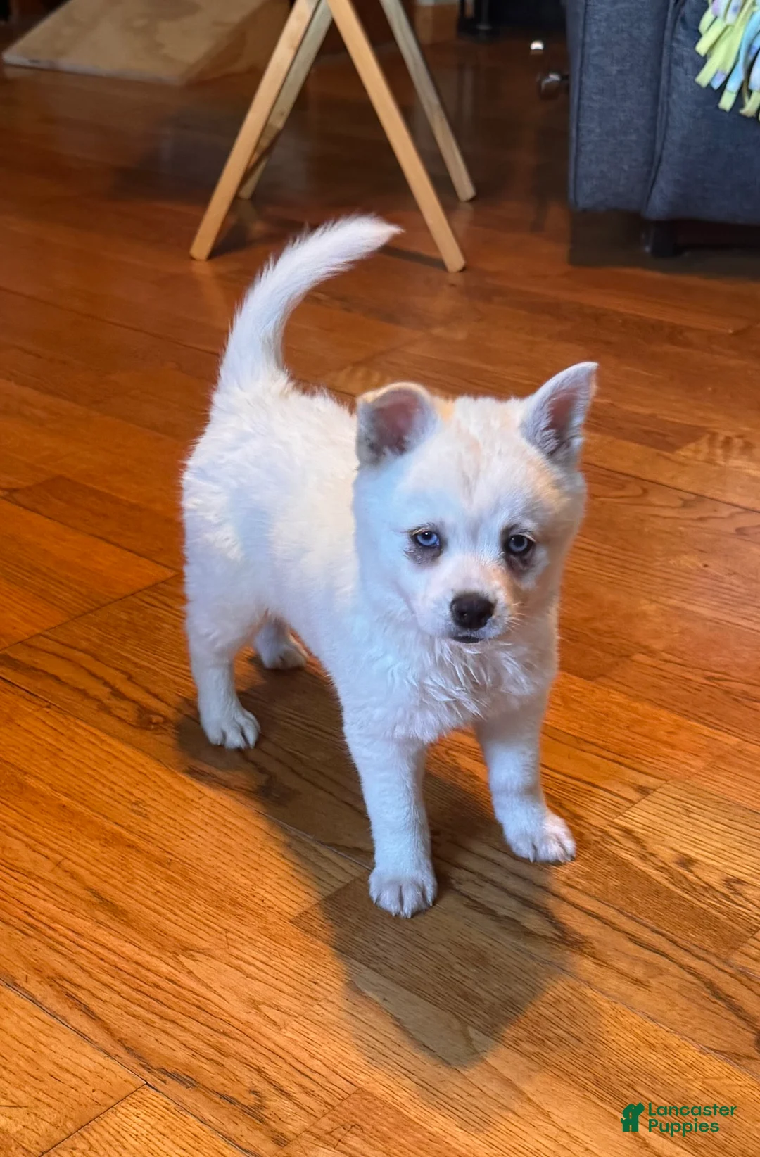 Alaskan Klee Kai dogs for sale: Krissy - Ad 1