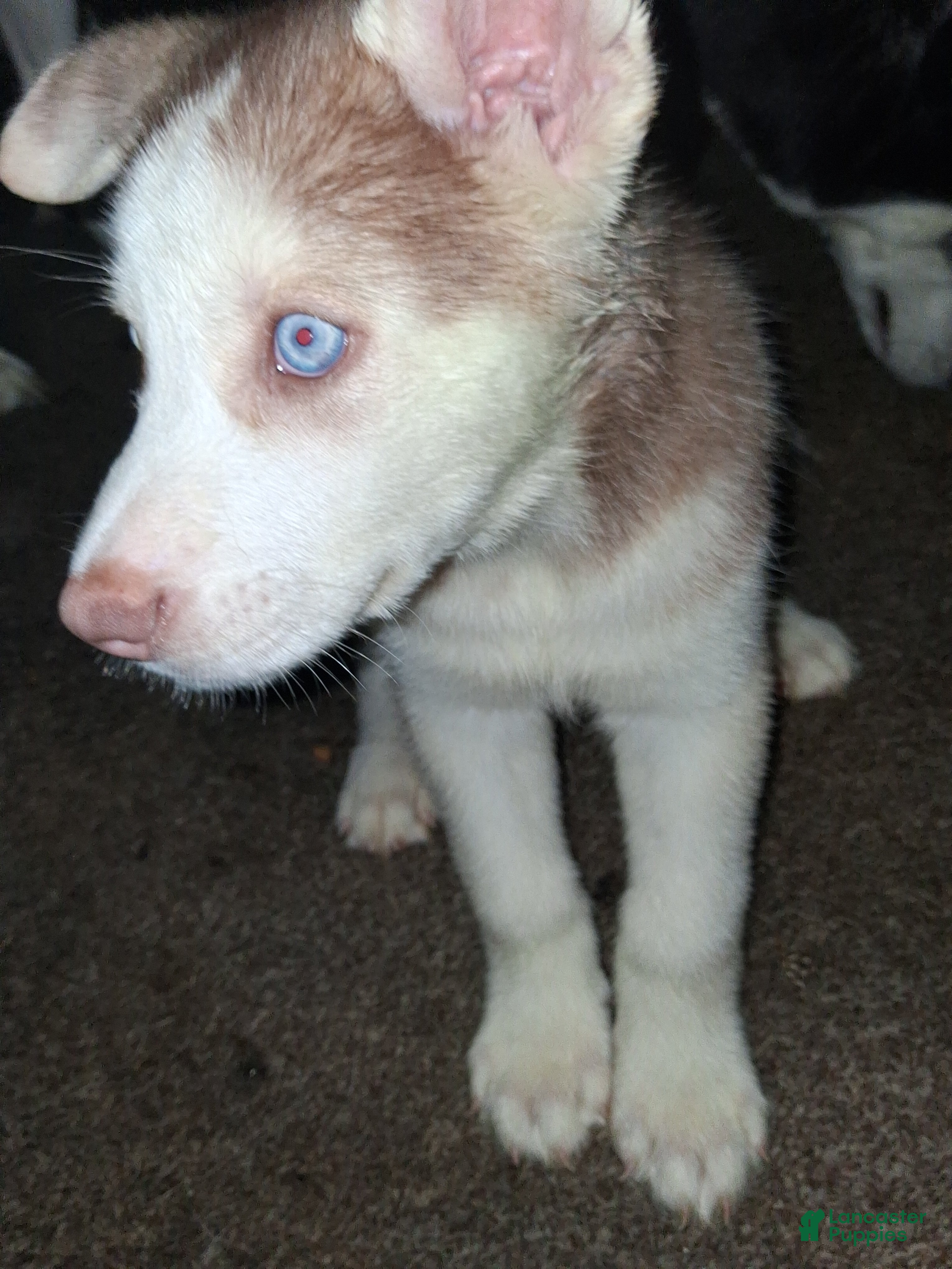 Gerberian Shepsky dogs King - Ad 21