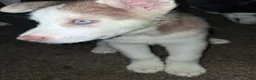 Gerberian Shepsky dogs for sale: King - Ad 1