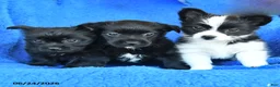 Mixed Breed dogs for sale: Sally - Ad 3