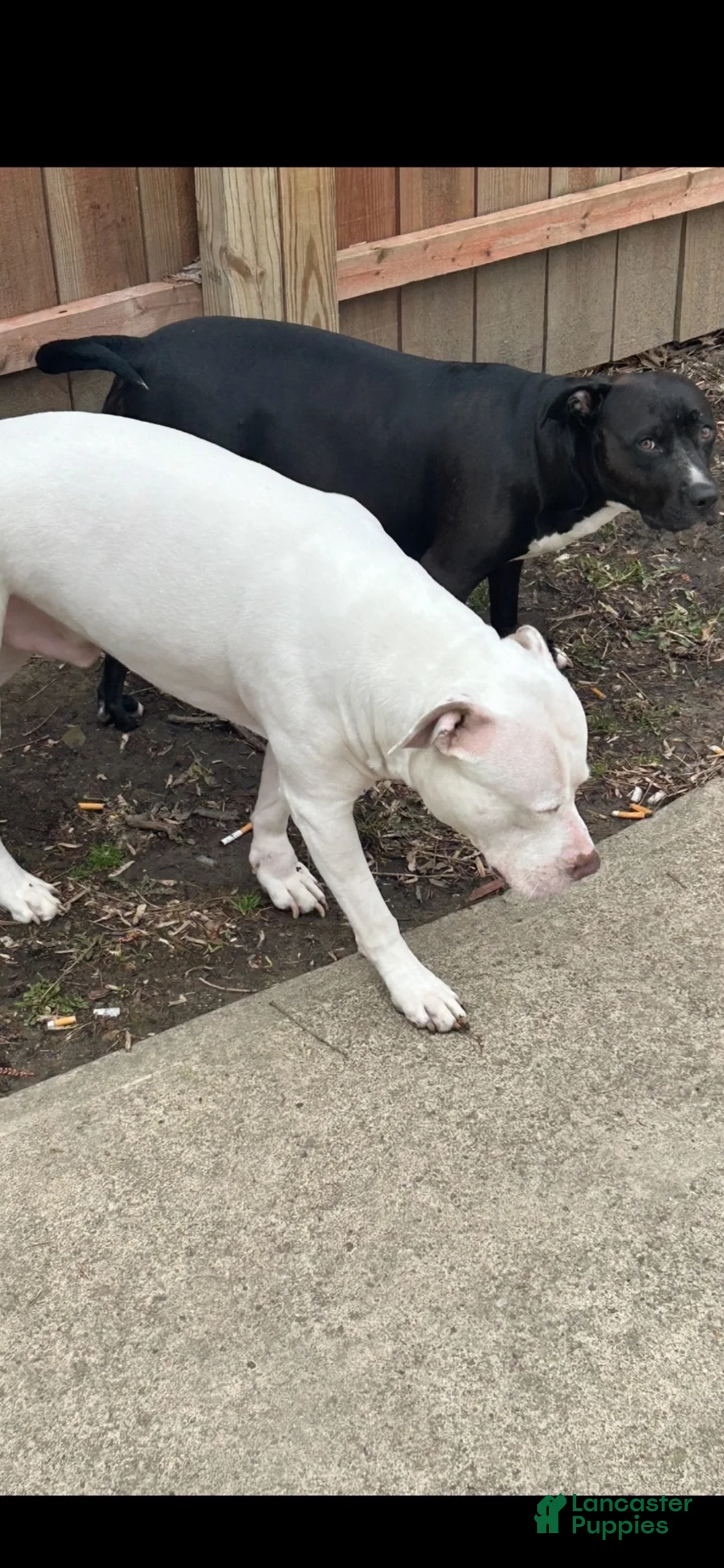 American Pit Bull Terrier dogs for sale: American Pit Bull Terrier 3 - Ad 3