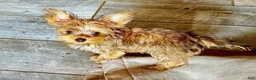 Yorkshire Terrier dogs for sale: Rubio - Ad 2