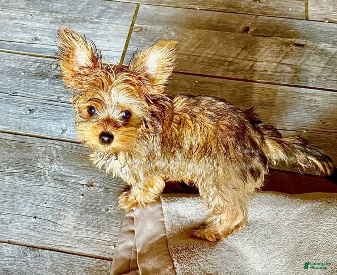 Yorkshire Terrier dogs for sale: Rubio - Ad 2