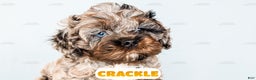 Cockapoo dogs for sale: Crackle - Ad 17