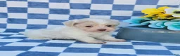 Mixed Breed dogs for sale: Linen - Ad 14