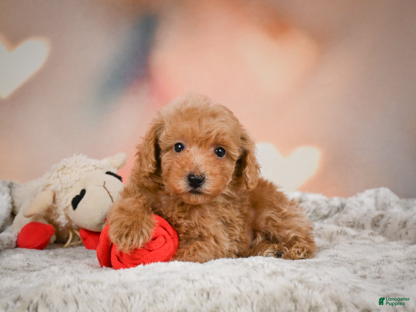 Toy Poodle dogs Ike - Ad 2