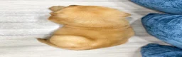 Golden Retriever dogs for sale: Champ - Ad 5