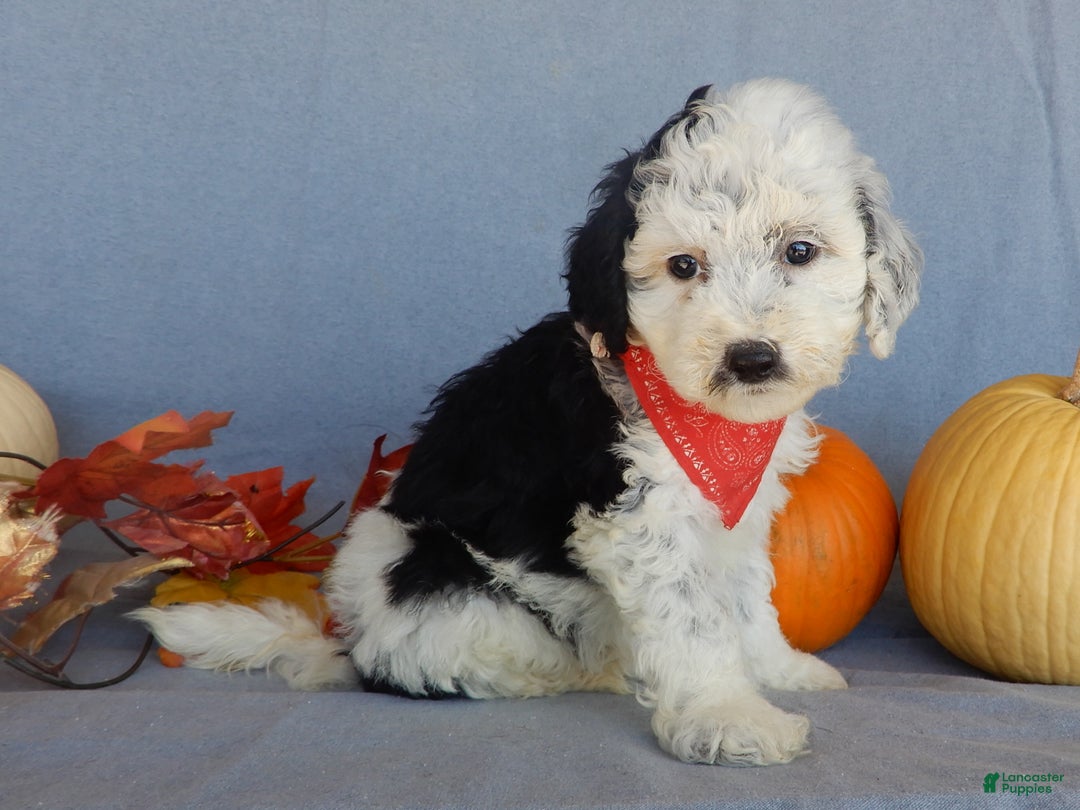 Sheepadoodle dogs for sale: Panda (medium) - Ad 45