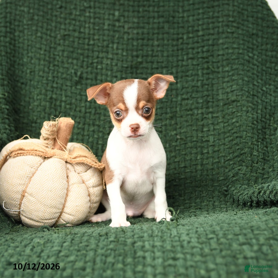 Chihuahua dogs for sale: Professor Wiggles - Ad 1