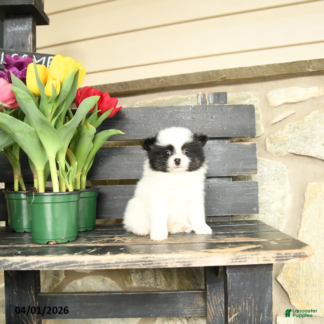 Pomeranian dogs for sale: Lawrence - Ad 3