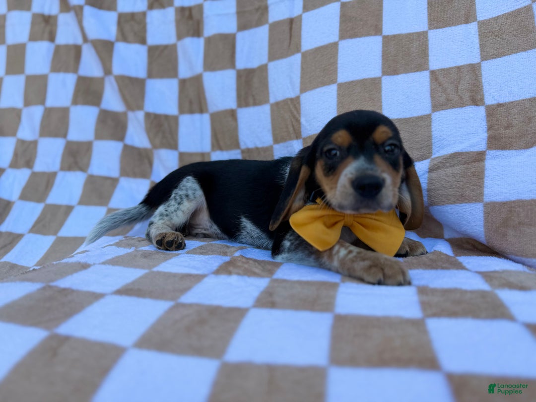 Beagle dogs for sale: Scooby - Ad 6