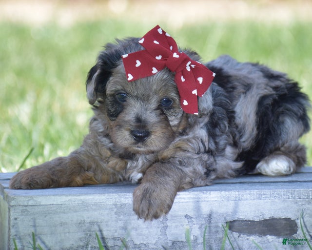 Gallery Image {{count}}