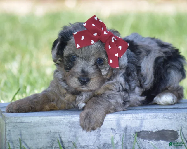 Gallery Image {{count}}