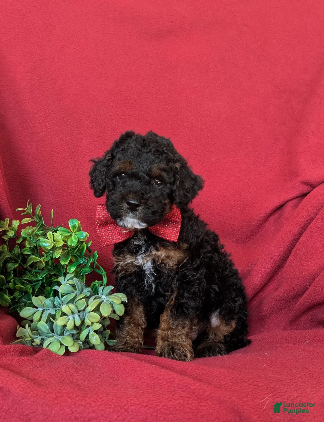 Cockapoo dogs for sale: Forrester Hypoallergenic - Ad 2