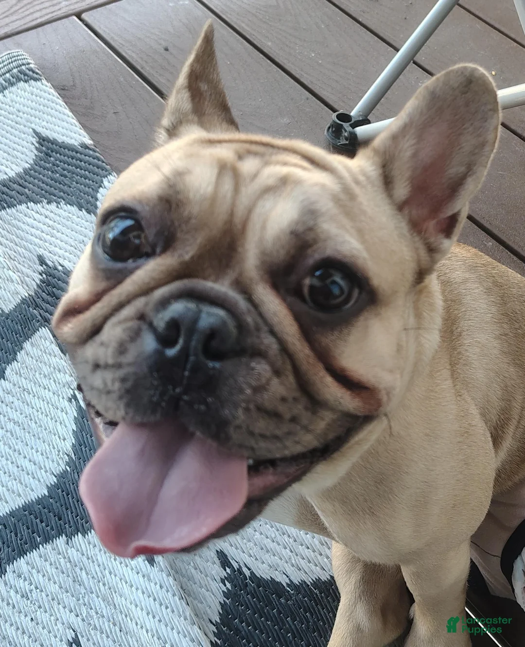 French Bulldog dogs for sale: French Bulldog 1 - Ad 1