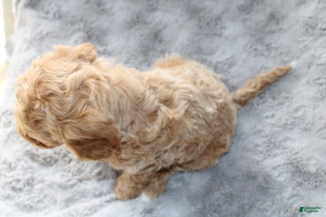 Mixed Breed dogs for sale: CavaPooChon Male - JACK - Ad 3