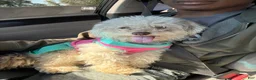 Mini Aussiedoodle dogs for sale: Blanket - Ad 4