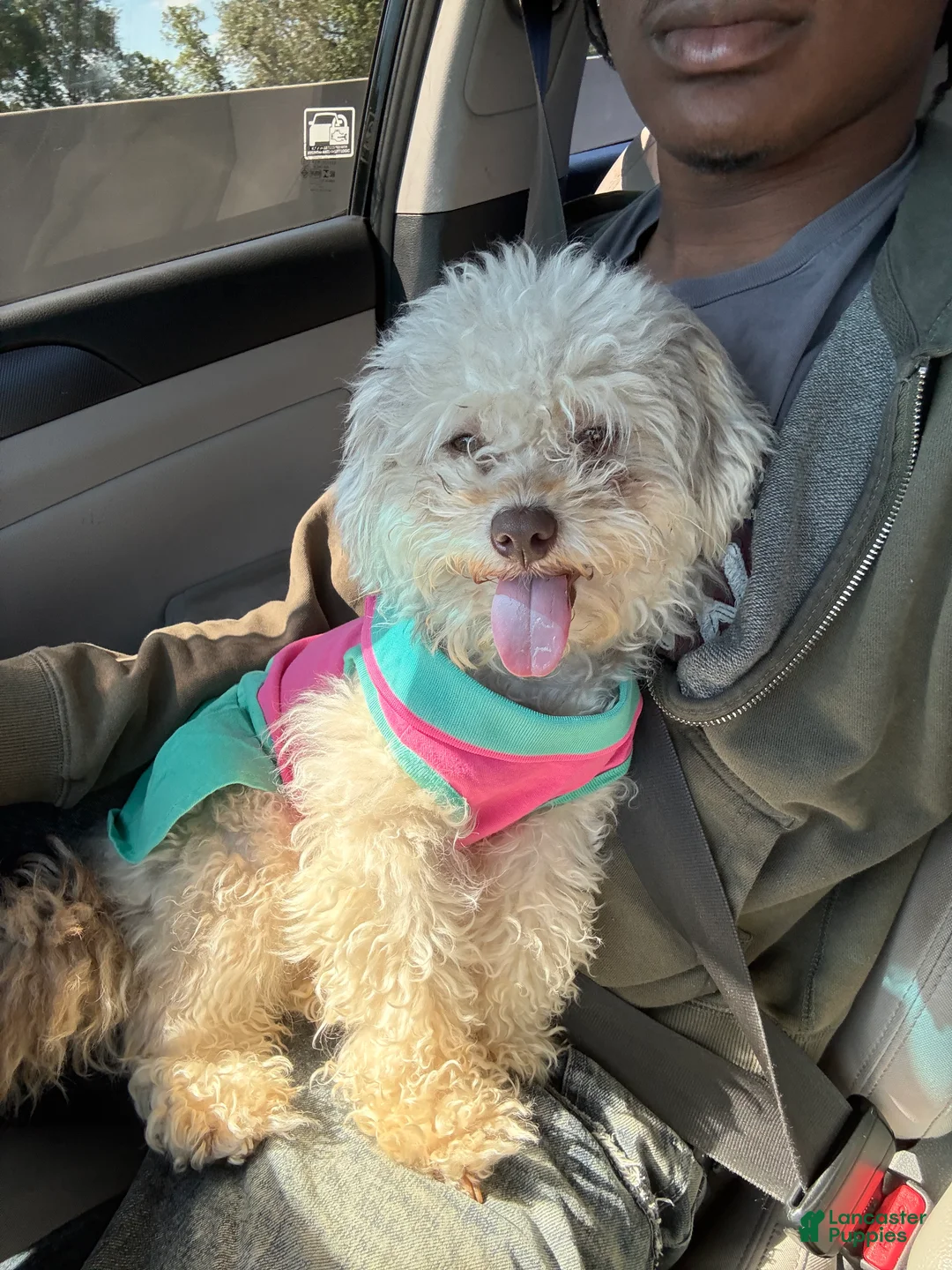 Mini Aussiedoodle dogs for sale: Blanket - Ad 4