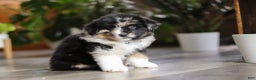 Miniature Australian Shepherd dogs for sale: Lindt - Ad 4