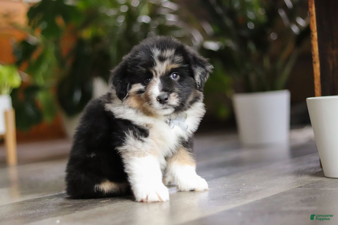 Miniature Australian Shepherd dogs for sale: Lindt - Ad 4