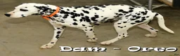 Dalmatian dogs for sale: Rambo - Ad 10
