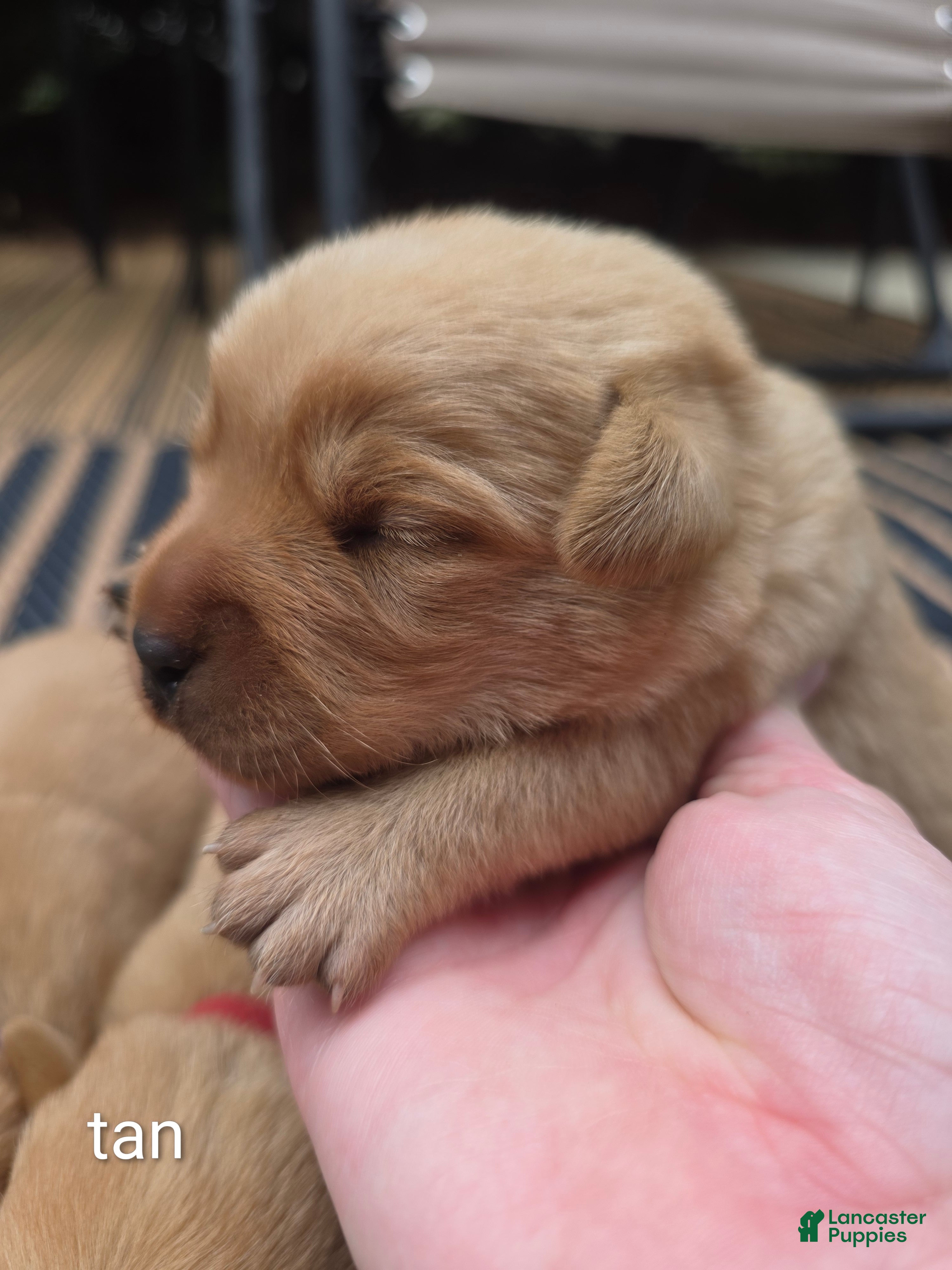 Labrador Retriever dogs Harlen 🤎 Fox Red English Lab  - Ad 1