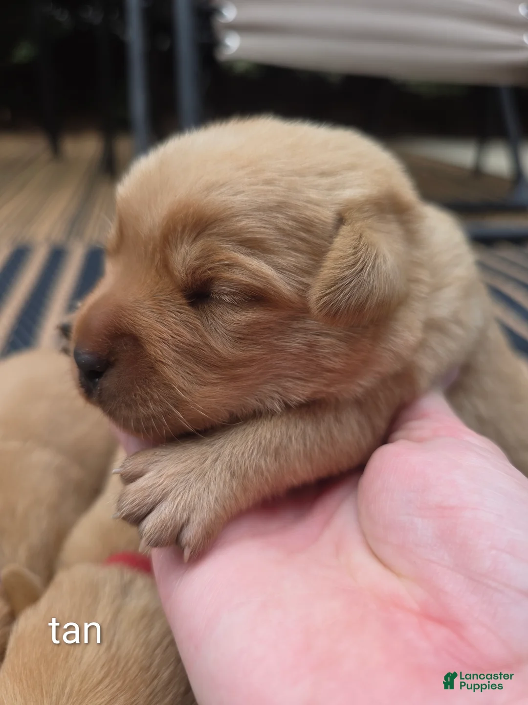 Labrador Retriever dogs for sale: Harlen 🤎 Fox Red English Lab  - Ad 1