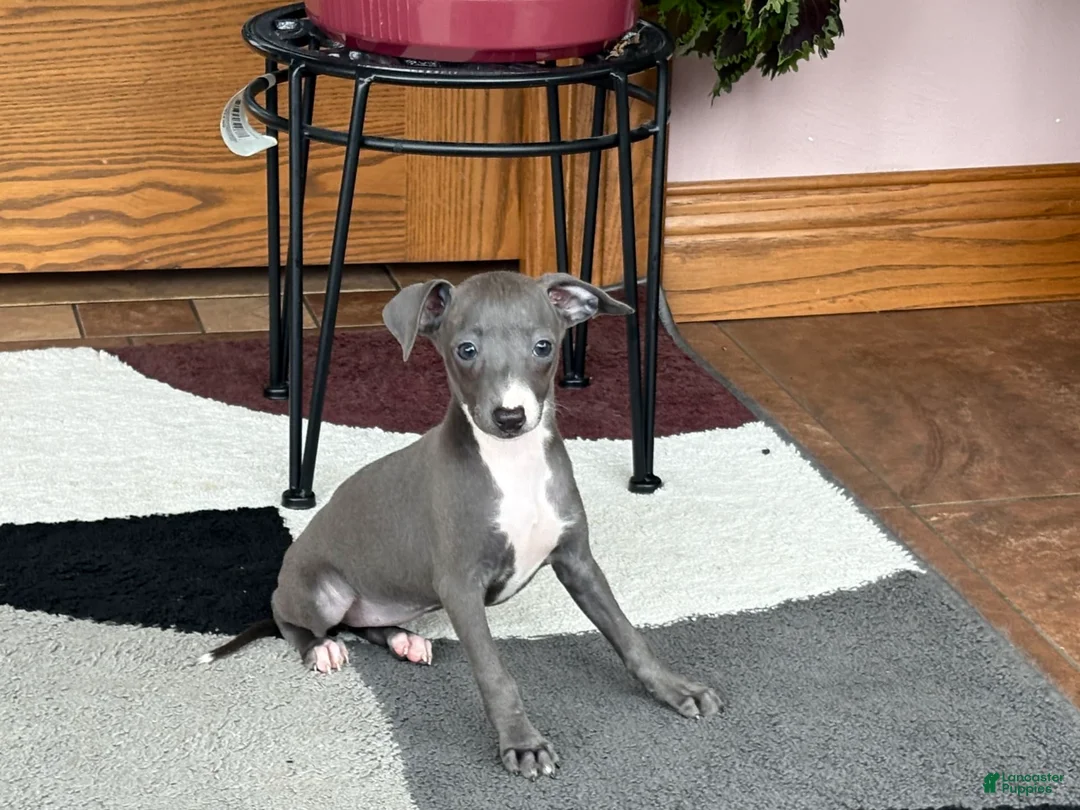 Italian Greyhound dogs for sale: Sara - Ad 12