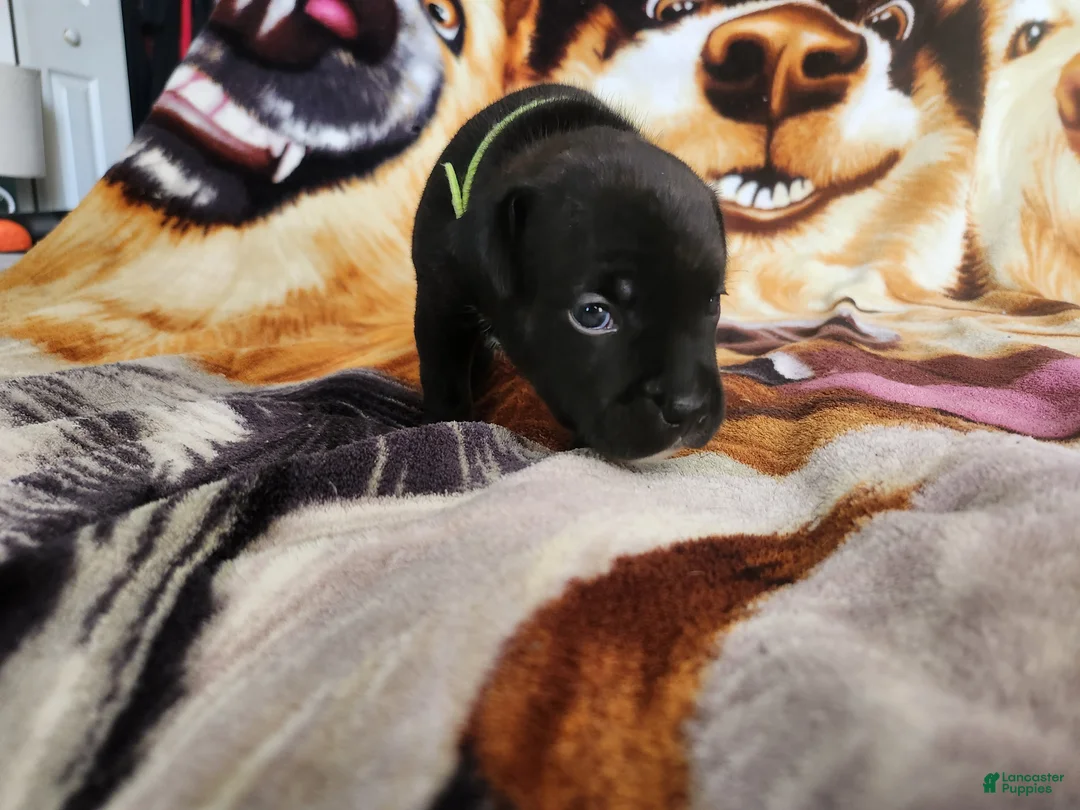 Staffordshire Bull Terrier dogs for sale: Gio - Ad 2