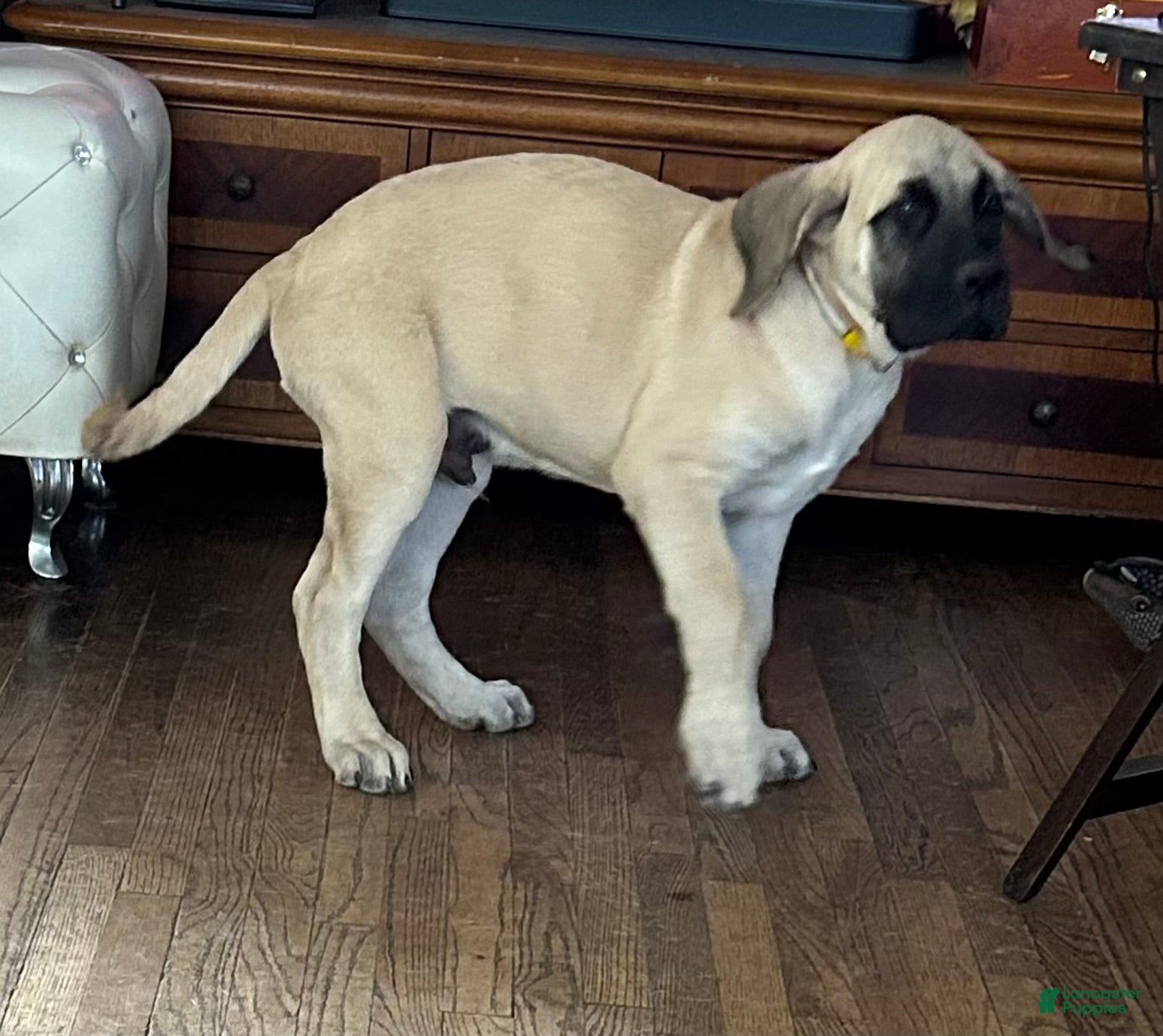 Mixed Breed dogs for sale: Sunny - Ad 2