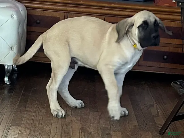 Mixed Breed dogs for sale: Sunny - Ad 2