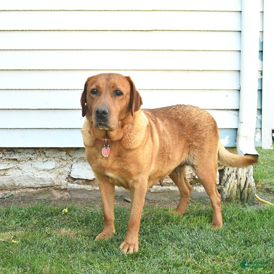 Labrador Retriever dogs for sale: Milo  - Ad 6