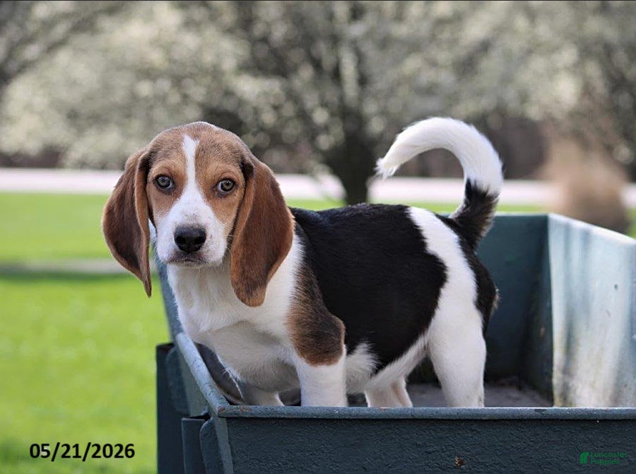 Beagle dogs Holly - Ad 3