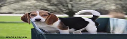 Beagle dogs for sale: Holly - Ad 1