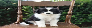 Domino
