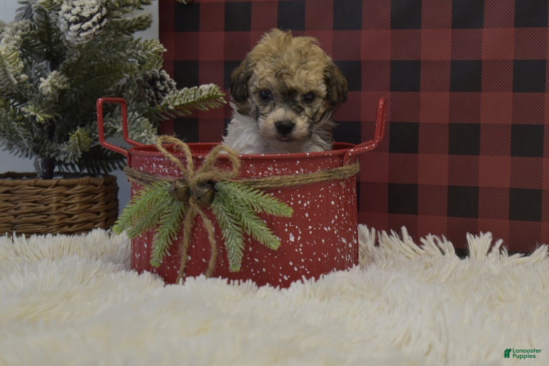 Miniature Poodle dogs for sale: Merdell - Ad 5