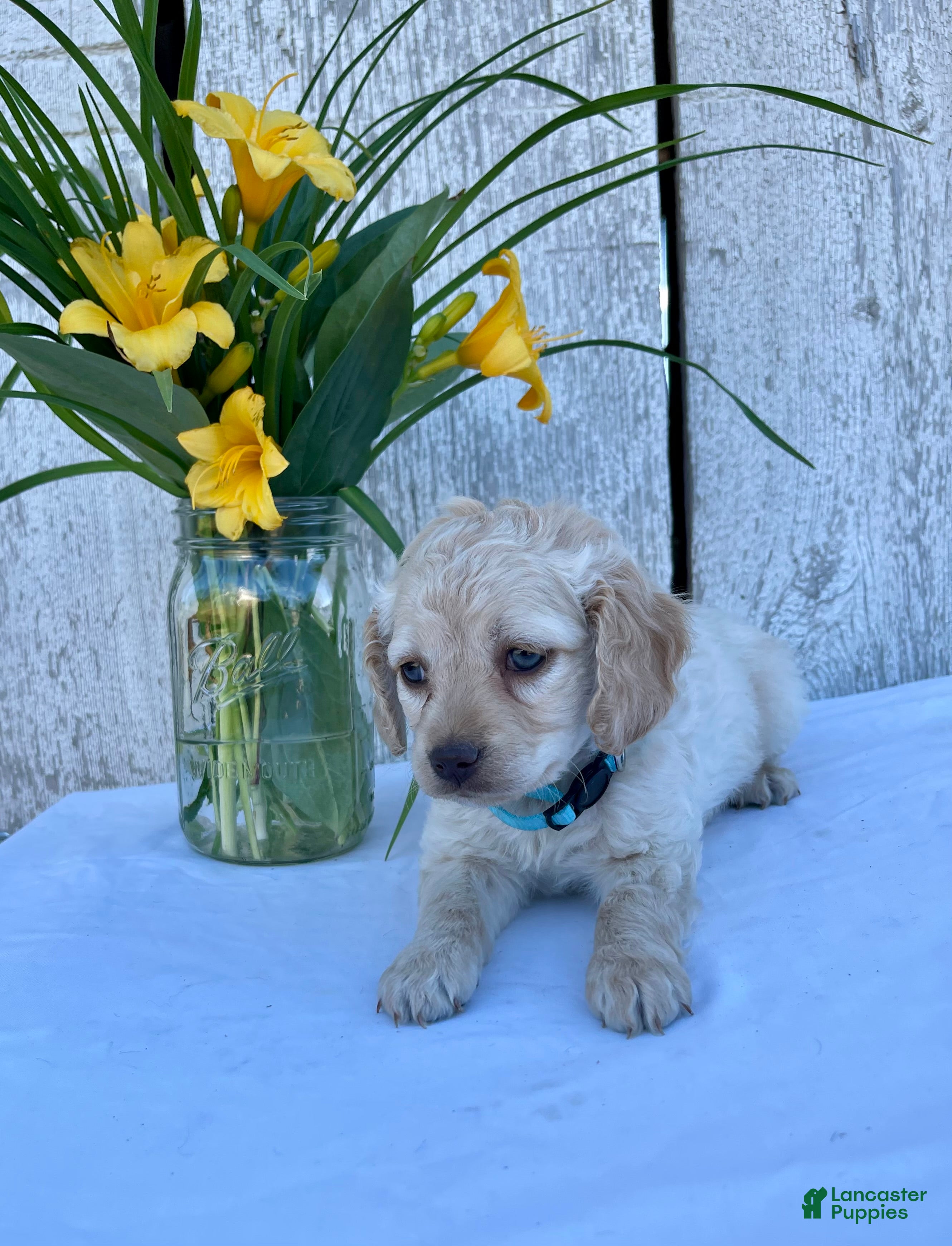 Cockapoo dogs Lily - Ad 2