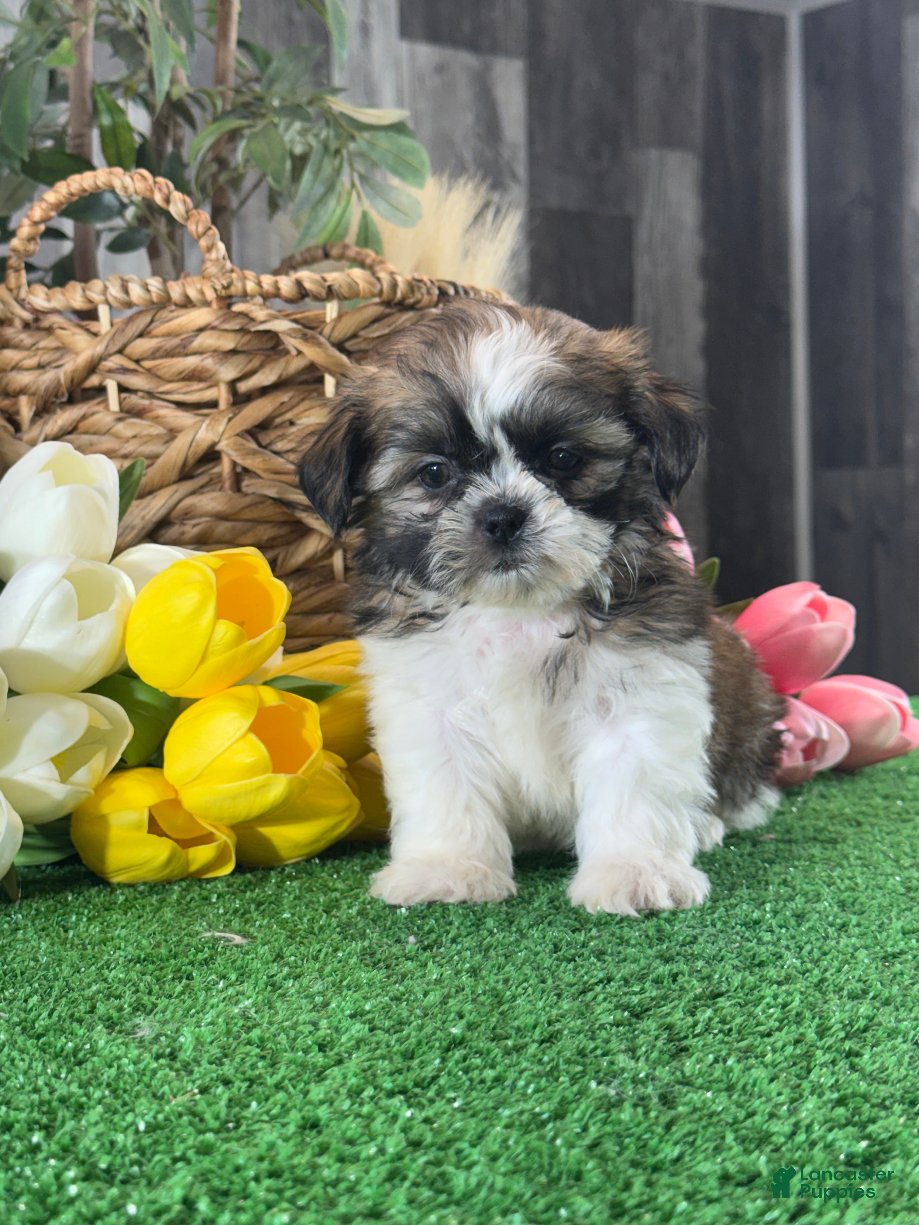 Shih Tzu dogs for sale: Skipper 🍔 - Ad 2