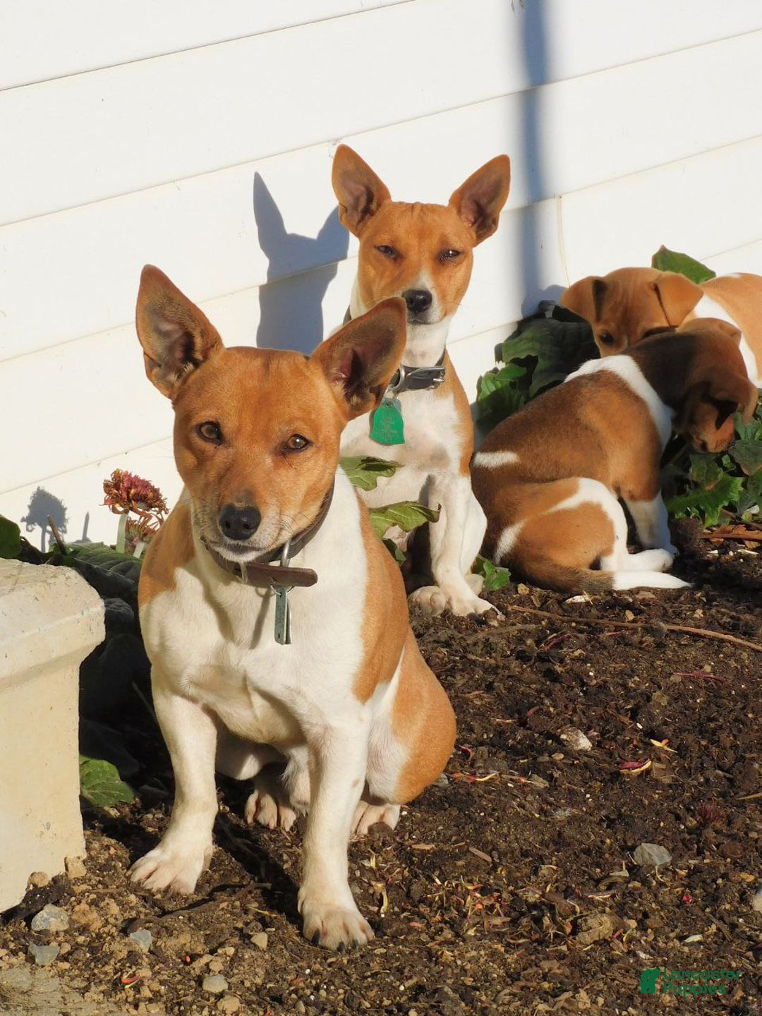Jack Russell Terrier dogs for sale: Duke - Ad 6