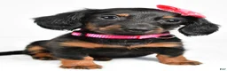 Miniature Dachshund dogs for sale: Maddie - Ad 5