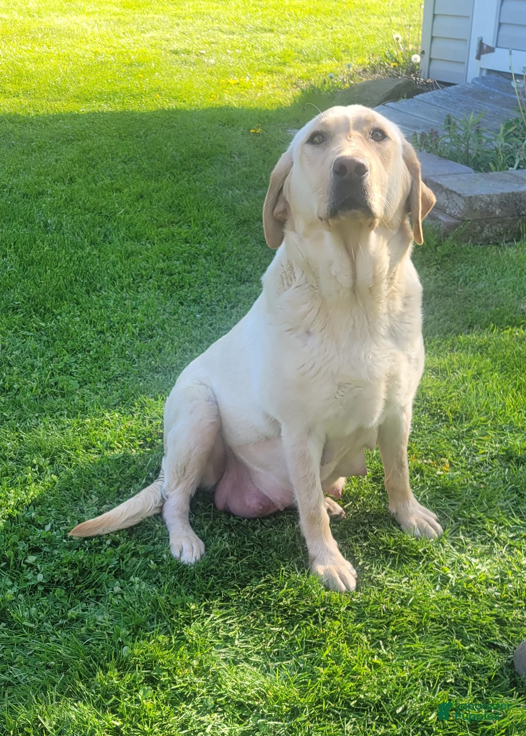 Labrador Retriever dogs for sale: Charlie - Ad 5