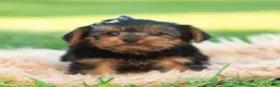 Yorkshire Terrier dogs for sale: Rowan - Ad 2