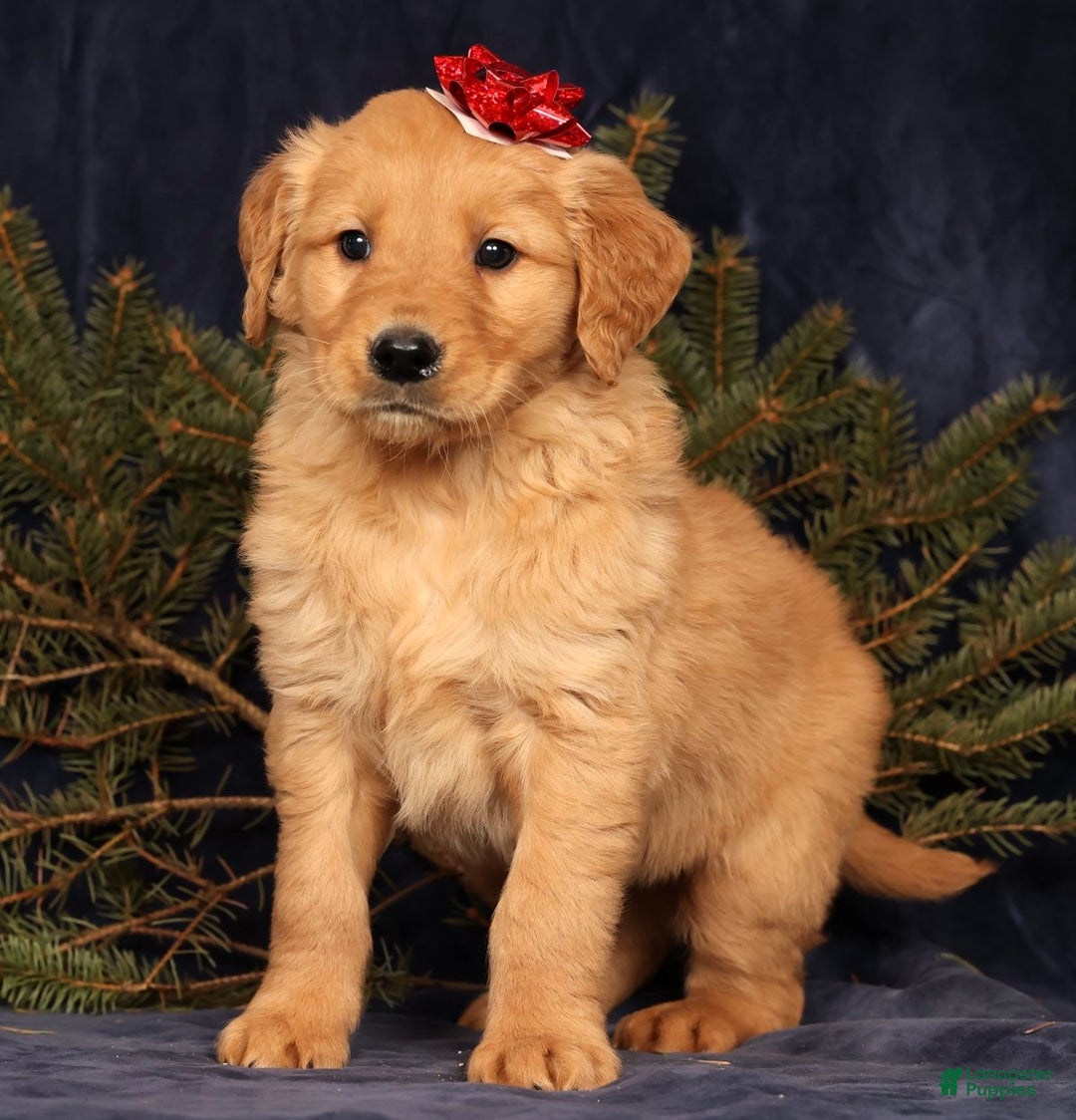 Golden Retriever dogs for sale: Dusty - Ad 5