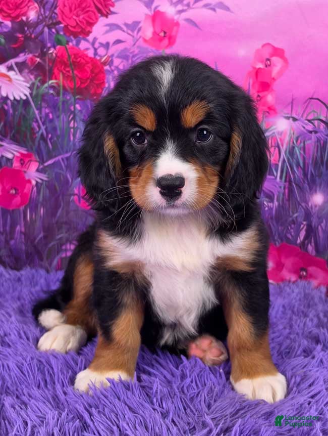 Miniature Bernese Mountain Dog dogs Nina - Ad 7