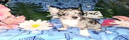 Chihuahua dogs for sale: Big Hoss - Ad 6