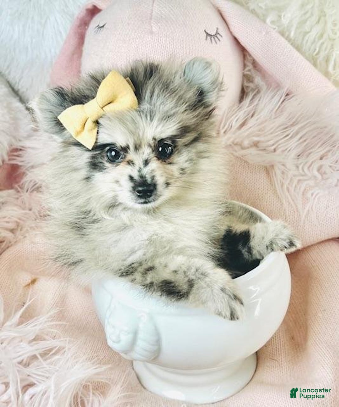Pomeranian dogs for sale: Priscilla - Ad 1